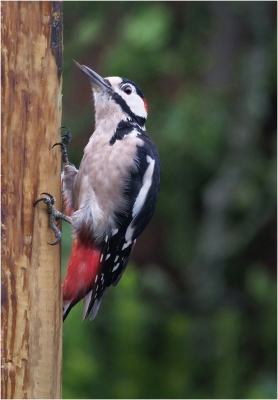 Feeding Great Spotted Woodpecker